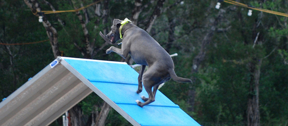 Blue Lacy agility dog